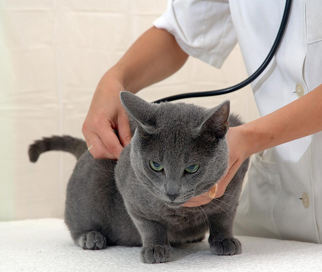 Médicaments animaux Saint-Louis
