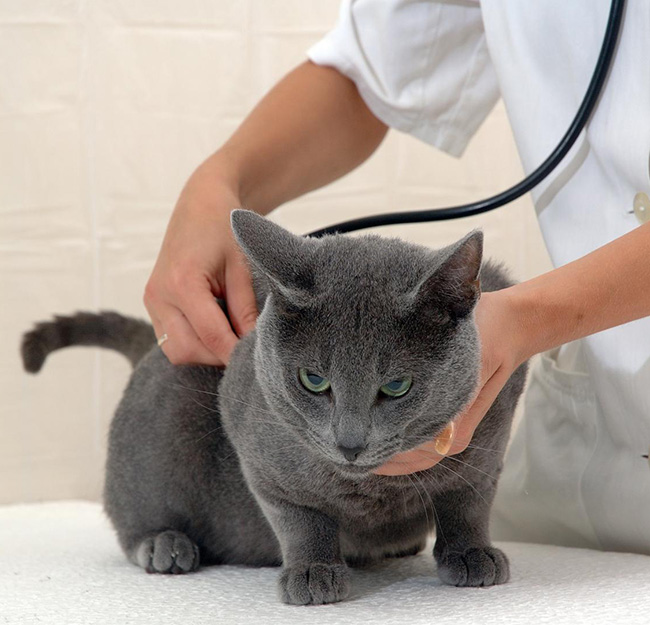 Médicaments animaux Saint-Louis