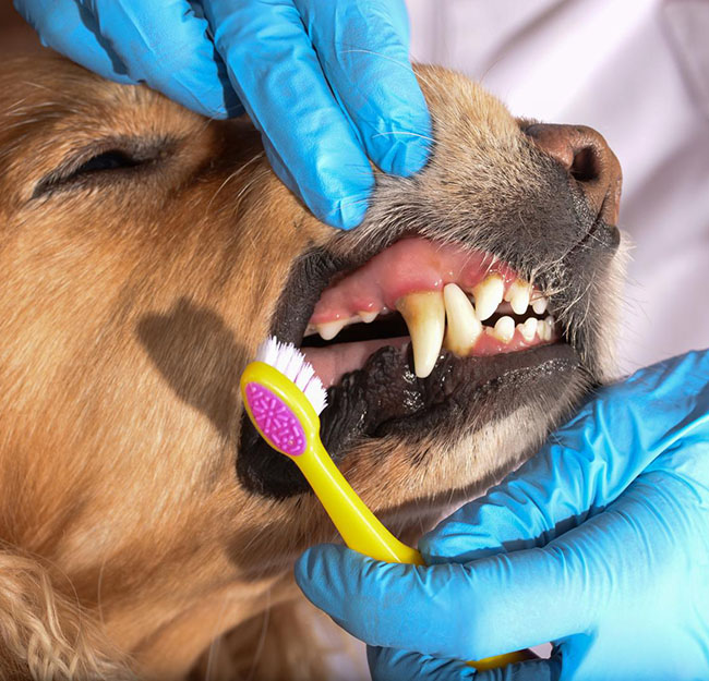 Laboratoire analyse pour animal Saint-Louis