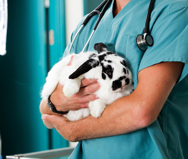Clinique vétérinaire La Saline-Les-Bains